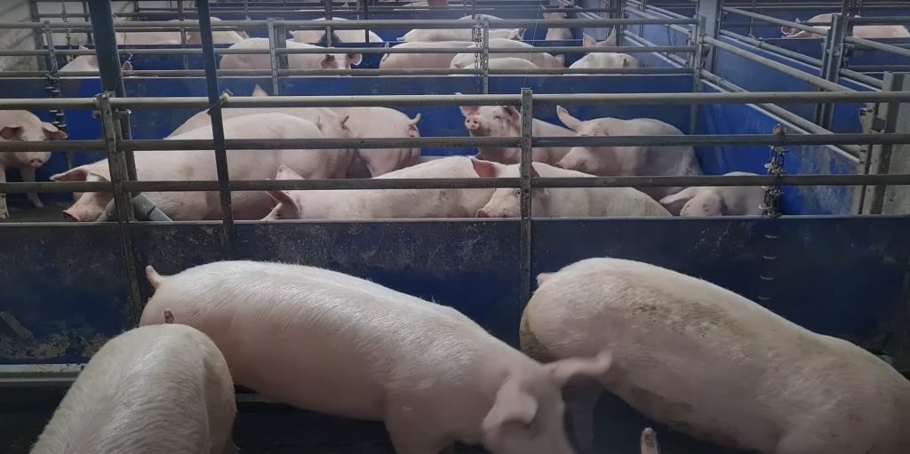 Ohne Hilfe stehen Schweinehalter vor dem Aus
